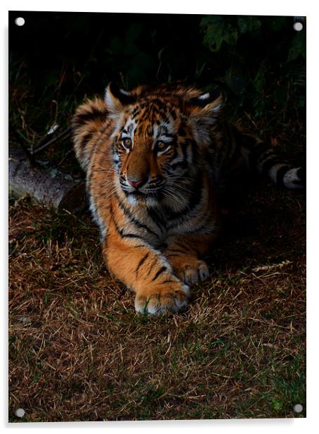  Tiger cub Acrylic by Neil Ravenscroft