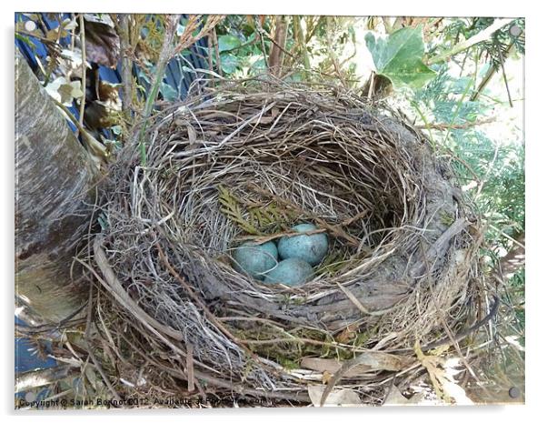 Bird's Nest Acrylic by Sarah Bonnot