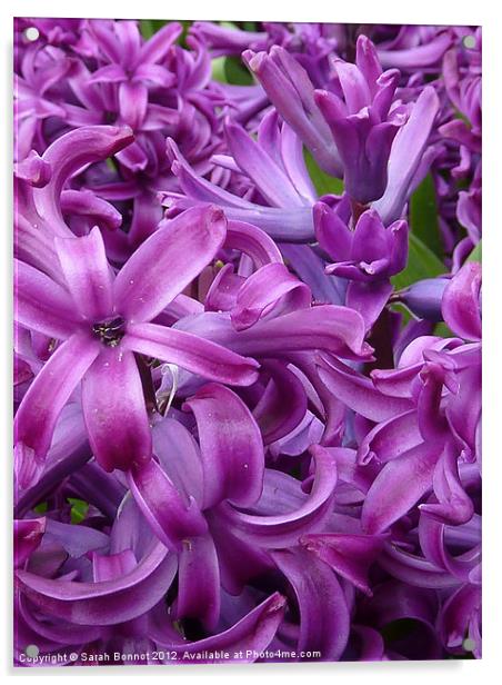 Purple Red Hyacinths Acrylic by Sarah Bonnot