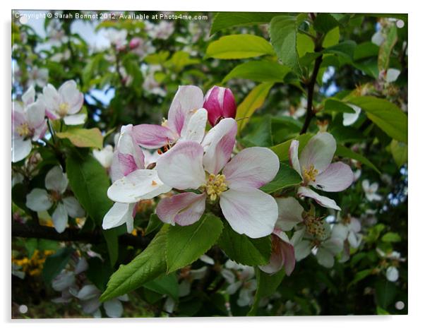 Spring Apple Blossom Acrylic by Sarah Bonnot