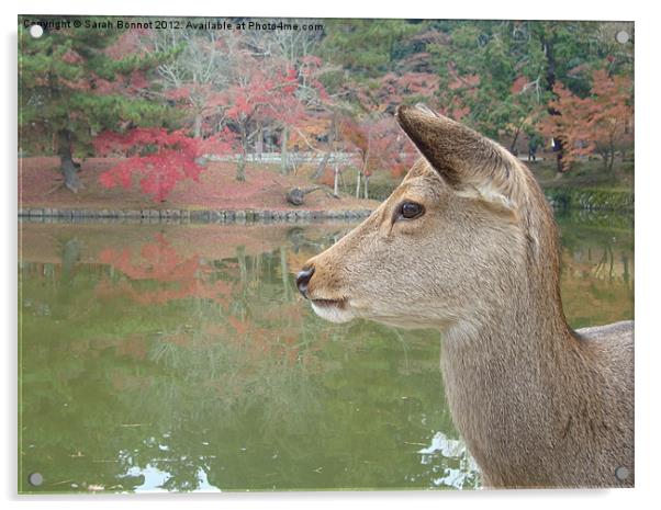 Deer in Nara Park Kyoto Acrylic by Sarah Bonnot