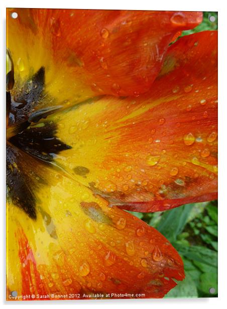 Tulip in the rain Acrylic by Sarah Bonnot