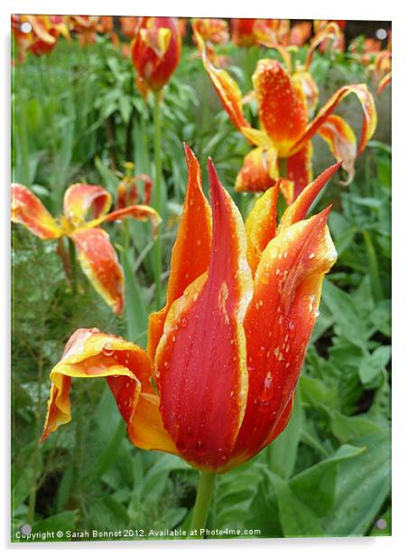 Tulips in rain shower Acrylic by Sarah Bonnot