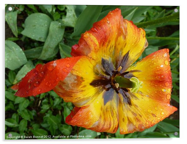 Rain drenched tulip Acrylic by Sarah Bonnot