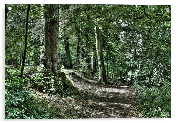 Woodland path Acrylic by Gavin Wilson