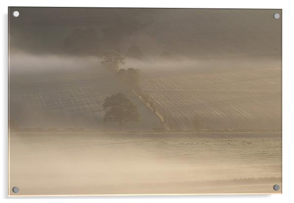 Morning mist Acrylic by Gavin Wilson