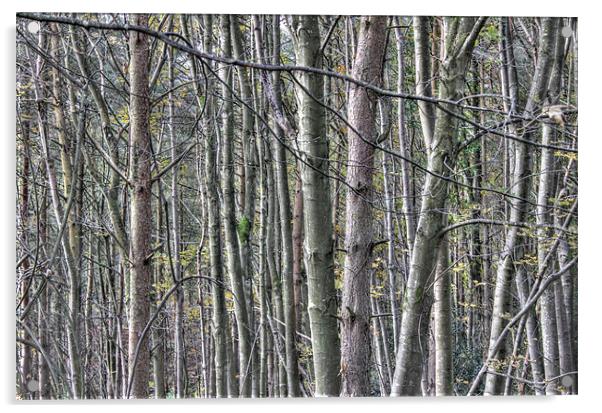 Woods, Armathwaite Gorge, Cumbria Acrylic by Gavin Wilson