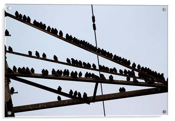 Starlings Acrylic by Gavin Wilson