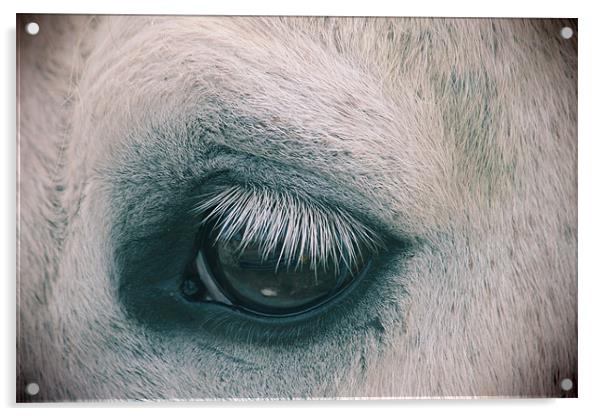 horse Acrylic by Gavin Wilson