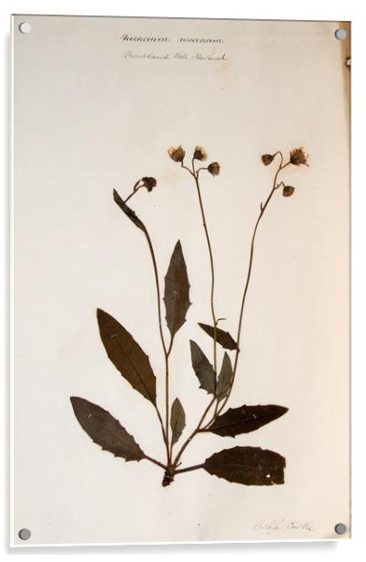 Herbarium - Original Victorian plant specimen Acrylic by Gavin Wilson