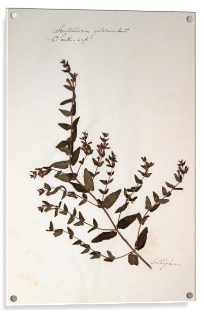 Herbarium - Original Victorian plant specimen Acrylic by Gavin Wilson