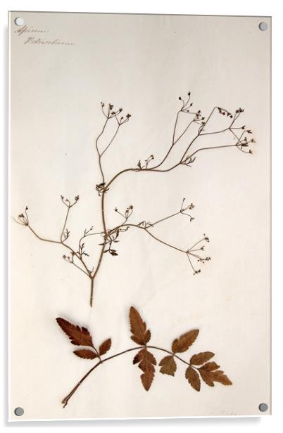 Herbarium - Original Victorian plant specimen Acrylic by Gavin Wilson