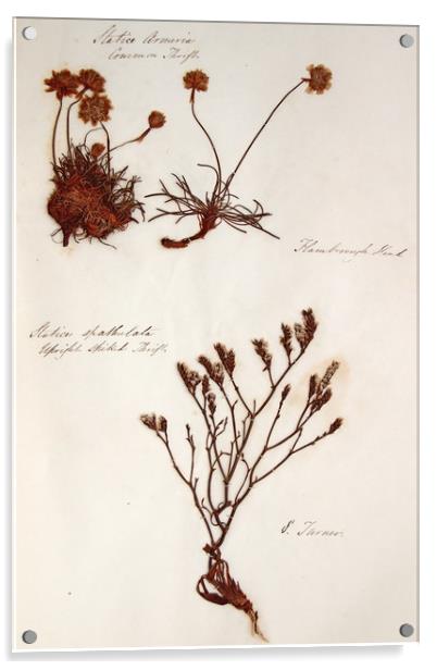 Herbarium - Original Victorian plant specimen Acrylic by Gavin Wilson