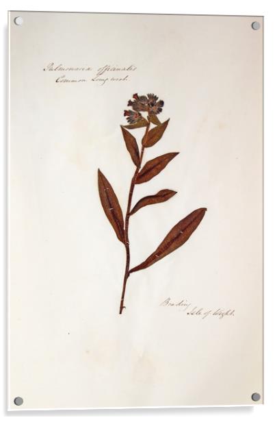 Herbarium - Original Victorian plant specimen Acrylic by Gavin Wilson