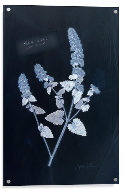 Vintage plant specimen cyanotype Acrylic by Gavin Wilson