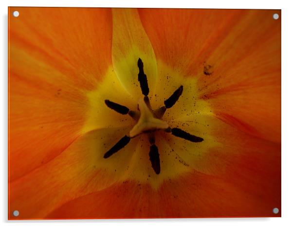 Inside of a Tulip Acrylic by Robert Rackham
