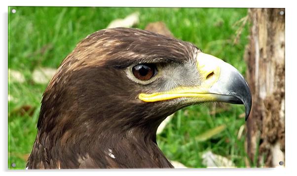 Eagle Head Acrylic by Robert Rackham