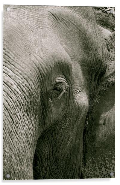 thai elephant Acrylic by Zachary Bloom