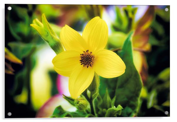 Yellow 5 Petal Wild Flower Acrylic by David Yeaman