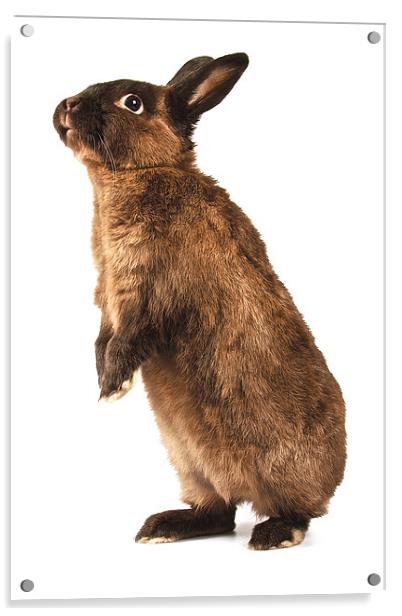 Rabbit standing on hind legs Acrylic by David Yeaman