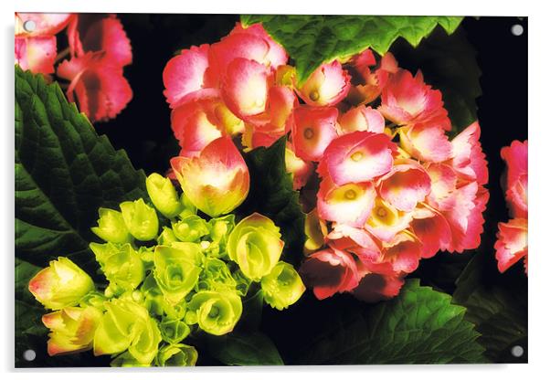 Mophead Hydrangea Acrylic by David Yeaman