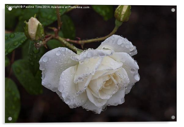 Sparkling White Rose Acrylic by Pauline Tims