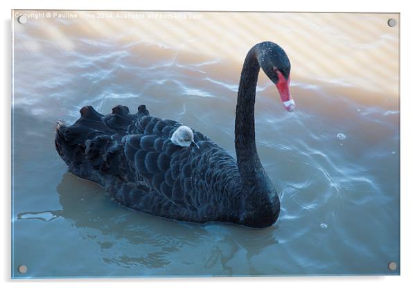  Black Swan and Cygnet Acrylic by Pauline Tims