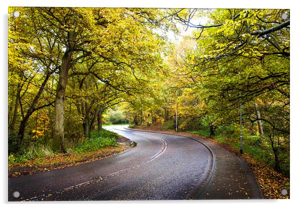 Autumn Road, Mousehold Acrylic by Jordan Browning Photo