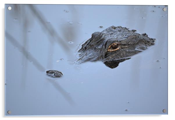 Alligator in Everglades Acrylic by Phillip Mason