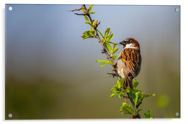 Male sparrow  Acrylic by Alan Strong