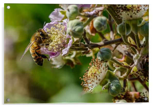 Honeybee Acrylic by Alan Strong