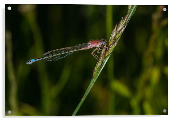 Southern Damselfly  Acrylic by Alan Strong