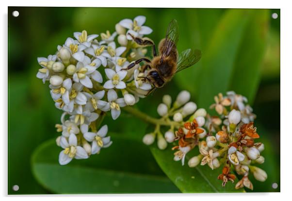 Honeybee gathering pollen  Acrylic by Alan Strong