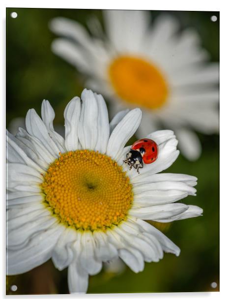 Ladybird on a daisy Acrylic by Alan Strong