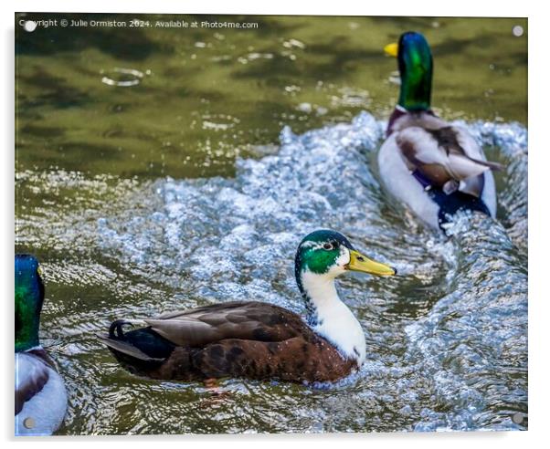 Splashee Ducks. Acrylic by Julie Ormiston