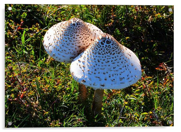 Wild Mushrooms Acrylic by Julie Ormiston