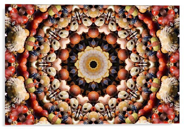 Sea Shell Variety Kaleidascope Acrylic by Julie Ormiston