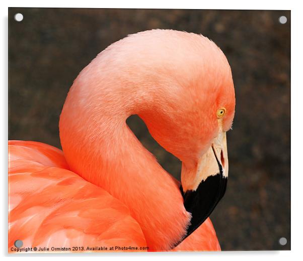 Pretty Flamingo Acrylic by Julie Ormiston