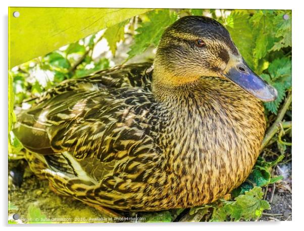 Female Mallard Duck Acrylic by Julie Ormiston