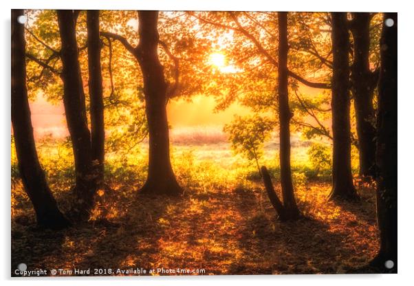 Autumn Dawn Acrylic by Tom Hard