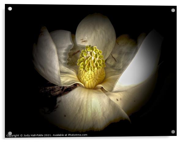Center of the Magnolia Acrylic by Judy Hall-Folde