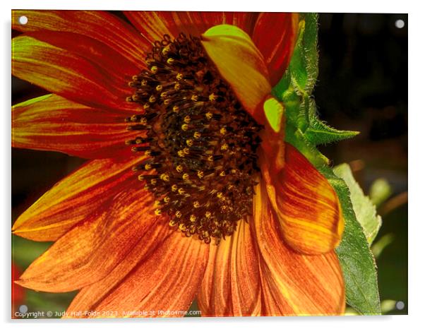 Red Sunflower 6 Acrylic by Judy Hall-Folde