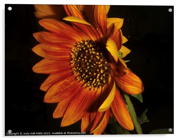Red Sunflower 3 Acrylic by Judy Hall-Folde