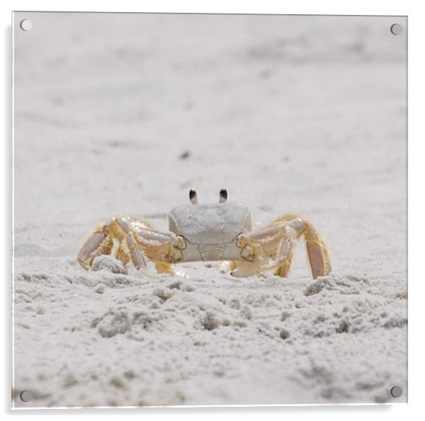 Beach Guard Acrylic by Judy Hall-Folde