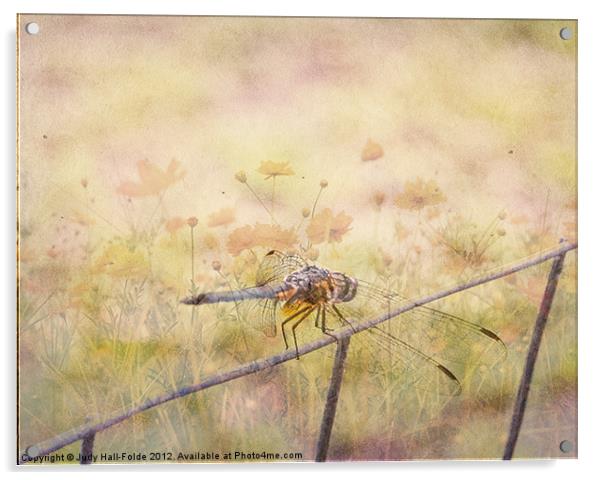 Dreamy Dragonfly Acrylic by Judy Hall-Folde