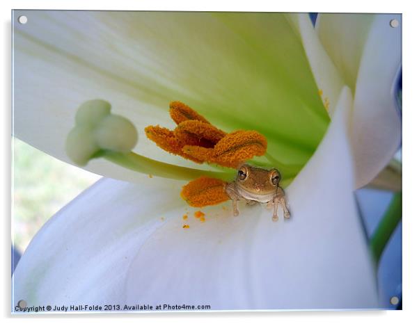 Frog in the Lily Acrylic by Judy Hall-Folde