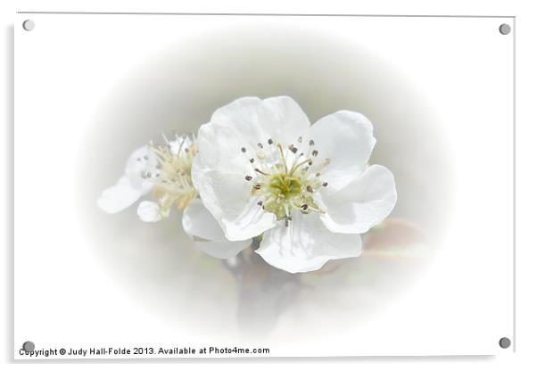 Pear Blossom Acrylic by Judy Hall-Folde