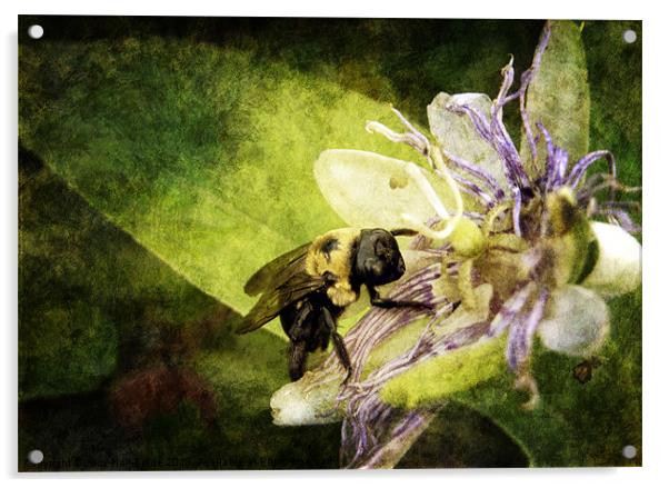 Pollen Hunter Acrylic by Judy Hall-Folde