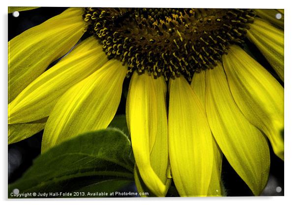 Slice of a Sunflower Acrylic by Judy Hall-Folde