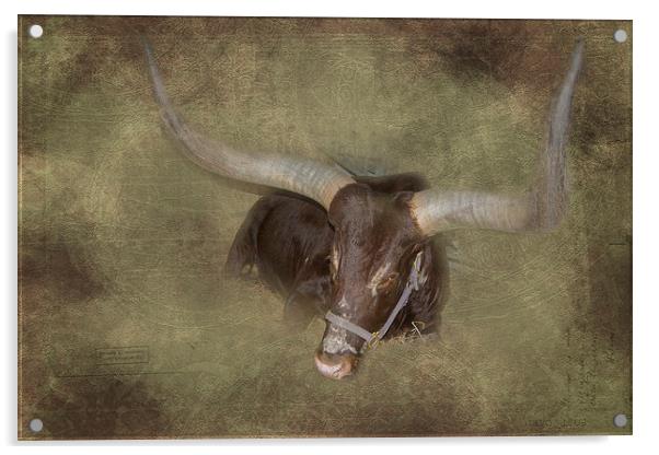 Heavy Horns Acrylic by Judy Hall-Folde
